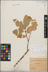 Foto von Salix caprea L.